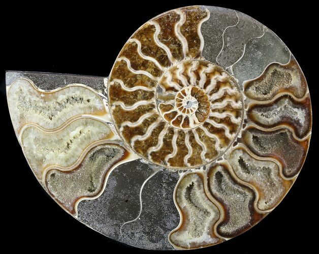 Sliced Ammonite Fossil (Half) - Agatized #49891